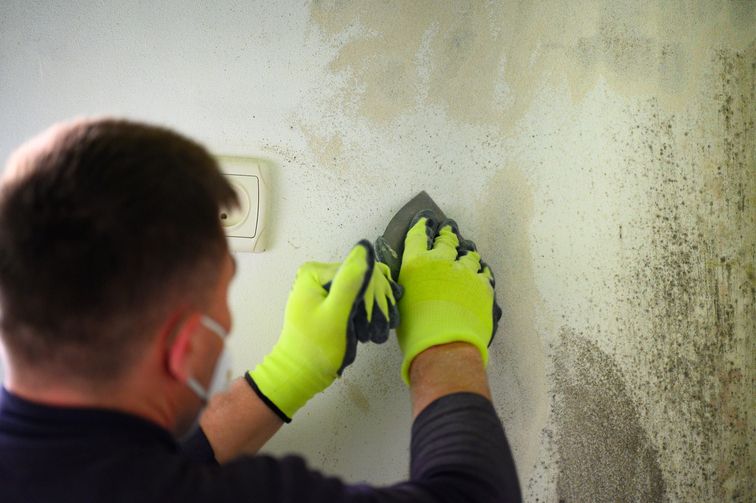 Mold Inspection