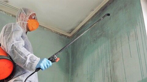 Mold Removal