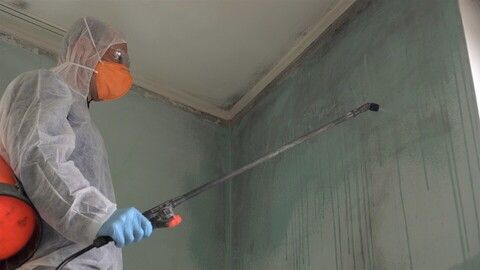 Mold Removal